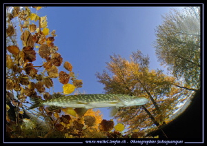Young pike fish - Autumn atmosphere. by Michel Lonfat 